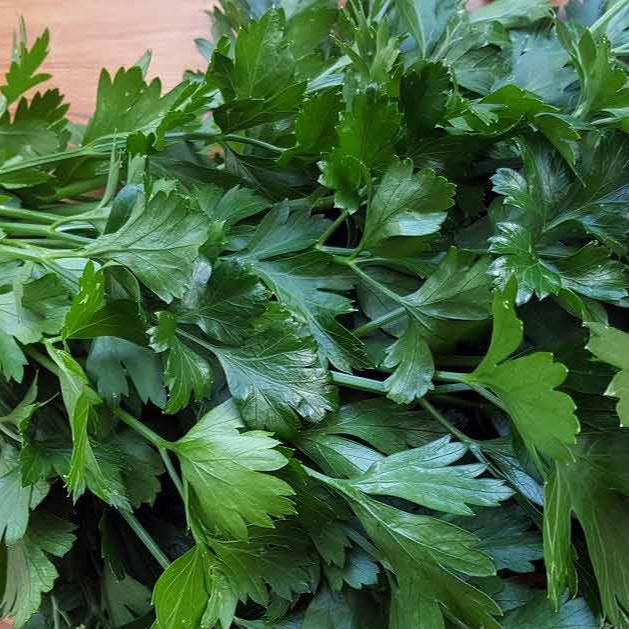 Parsley - Heirloom Dark Green Italian Flat leaf Seeds