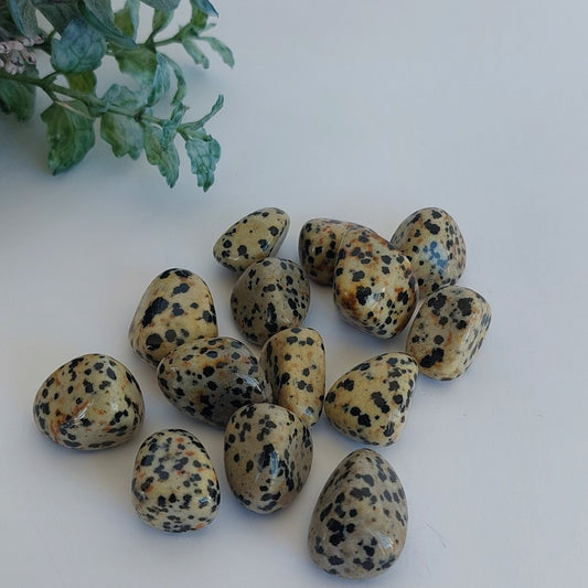 Dalmatian Jasper - Tumbled