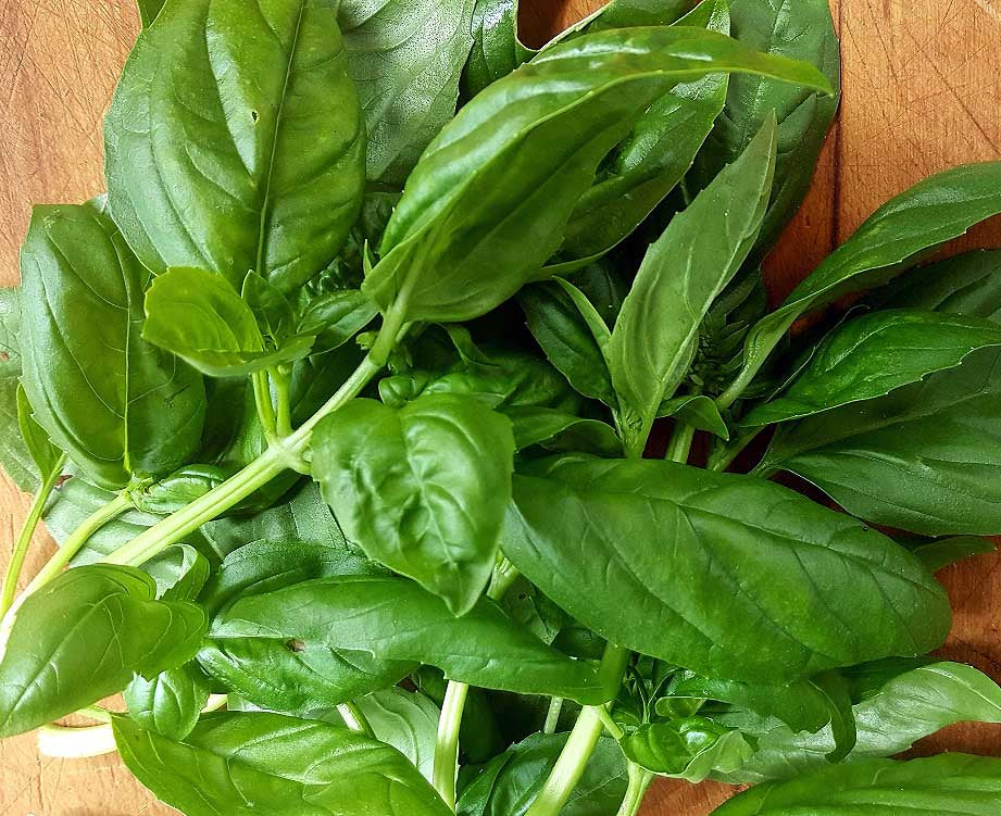 Basil - Sweet Genovese 