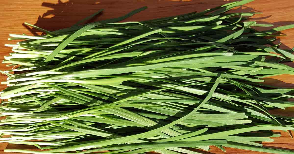 Chives - Heirloom Garlic Seeds