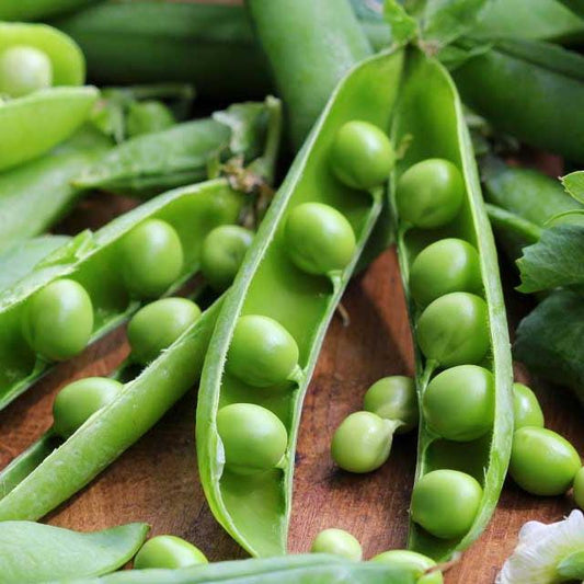 Pea - Heirloom Onward Seeds