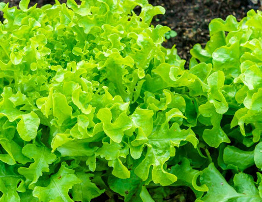Lettuce - Heirloom Green Salad Bowl Seeds