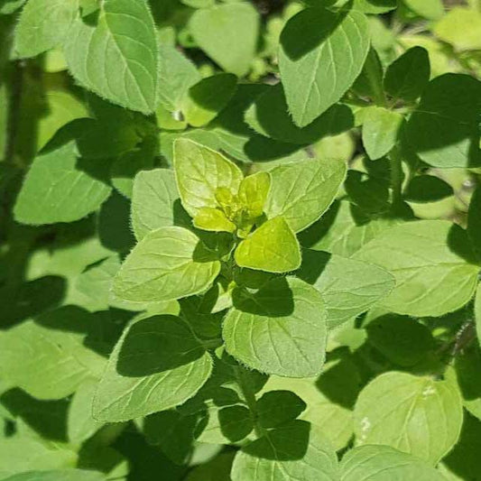 Oregano - Heirloom Italian Seeds
